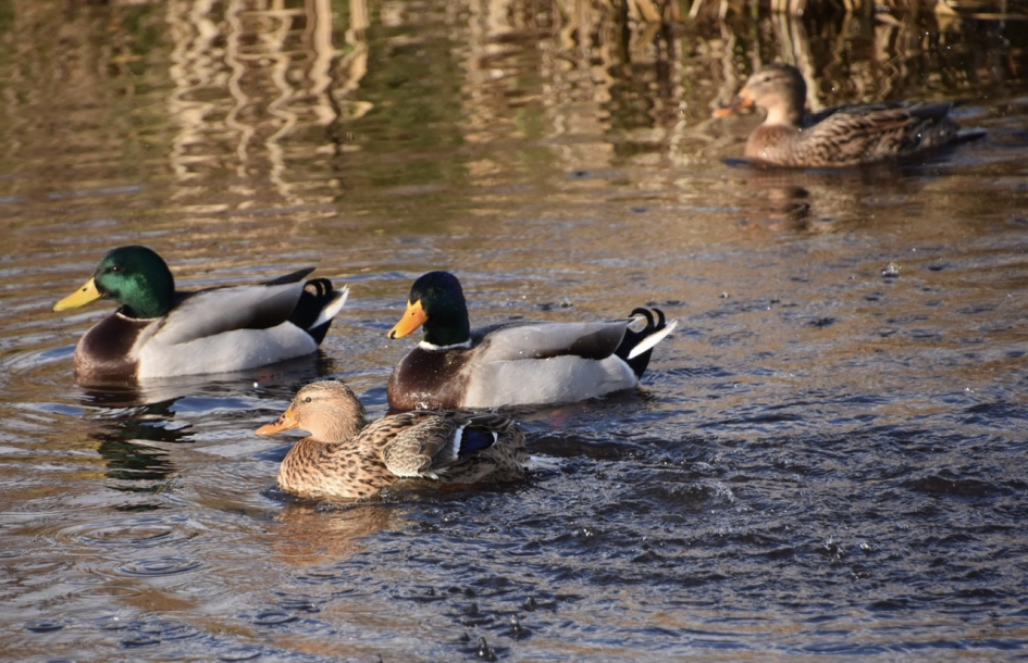 Samen op weg - Vogels - 