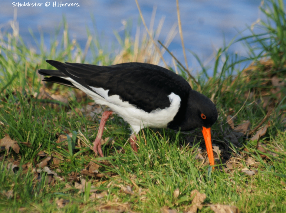 Scholekster - Vogels - Scholekster