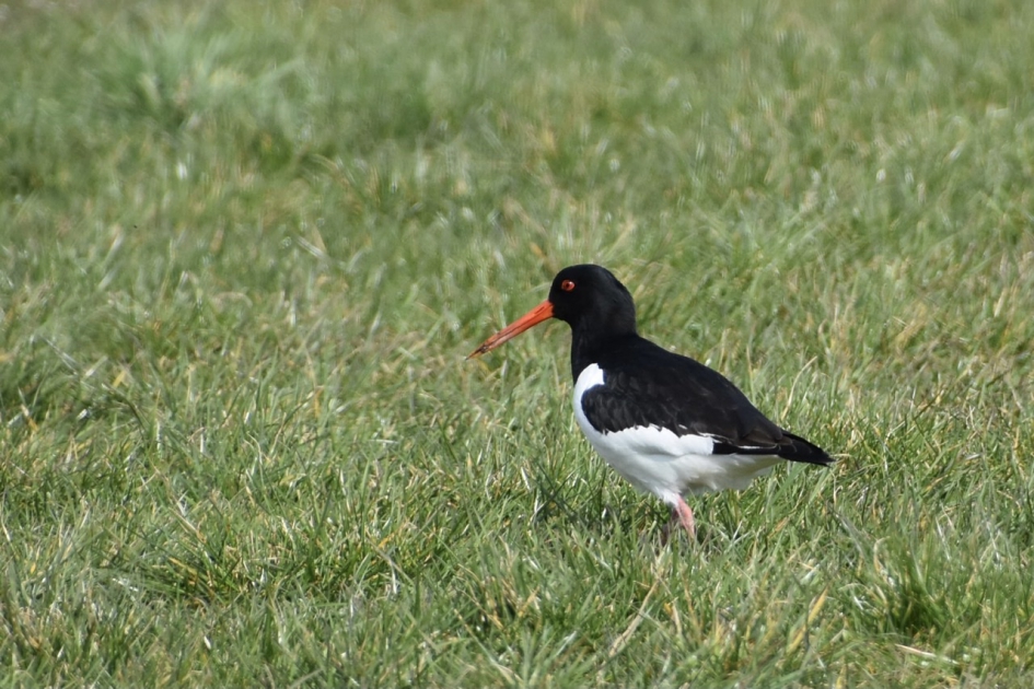 Scholekster - Vogels - 