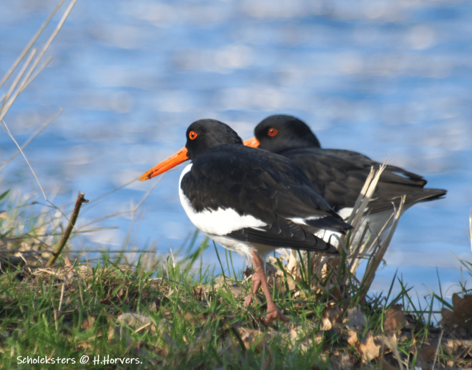 Scholeksters - Vogels - Scholeksters