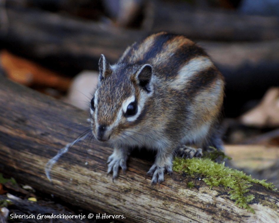 Siberisch Grondeekhoorntje - Zoogdieren - Siberisch Grondeekhoorntje