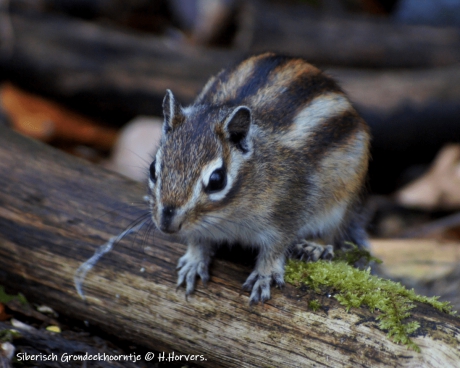 Siberisch Grondeekhoorntje
