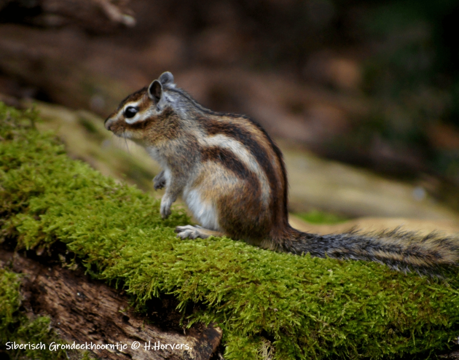 Siberisch Grondeekhoorntje - Zoogdieren - Siberisch Grondeekhoorntje