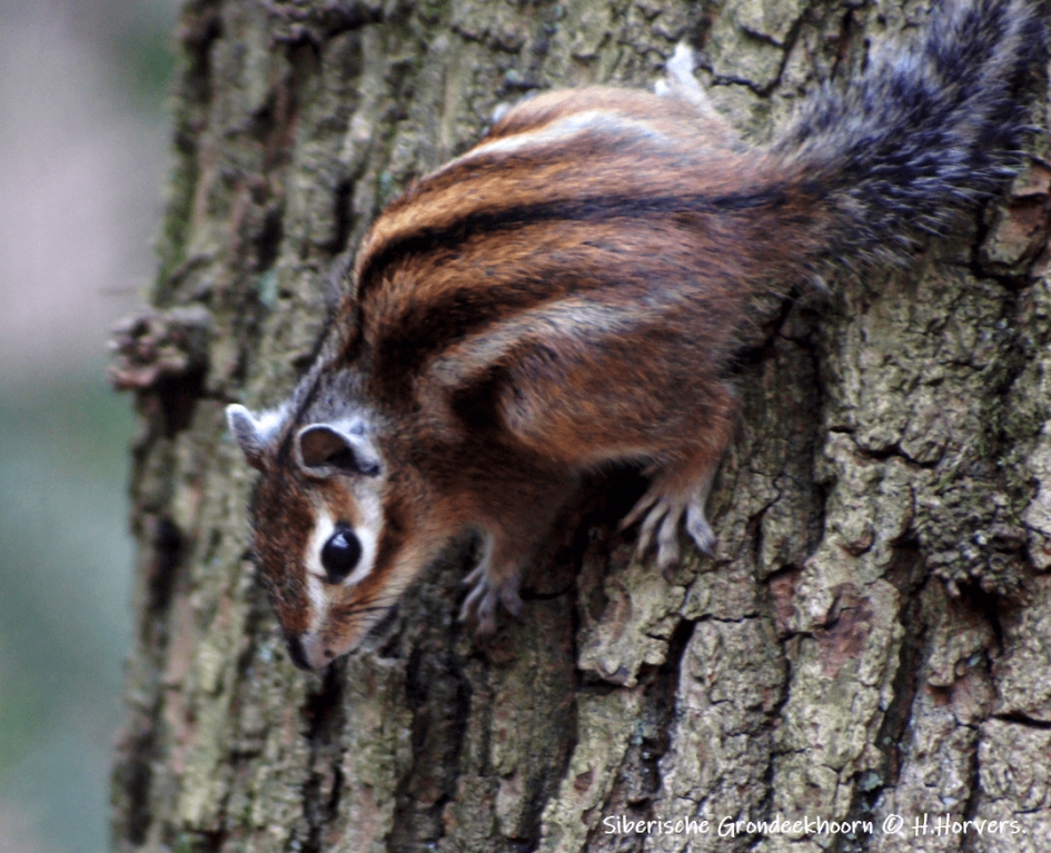 Siberisch Grondeekhoorntje - Zoogdieren - Siberisch Grondeekhoorntj
