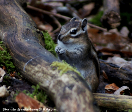 Siberisch Grondeekhoorntje