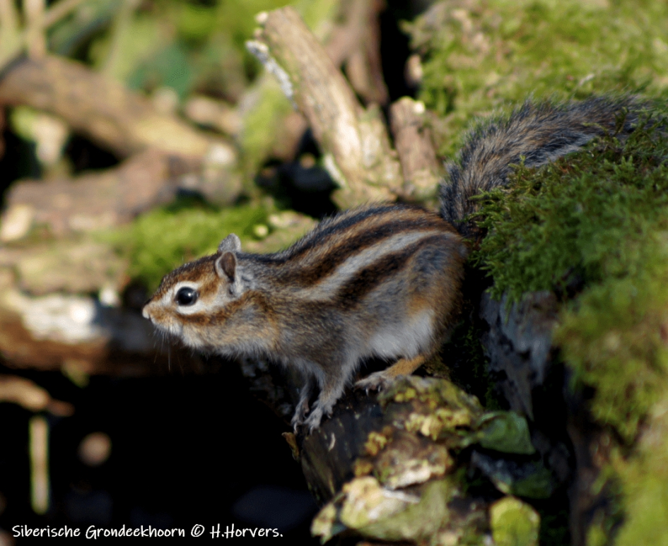 Siberisch Grondeekhoorntje - Zoogdieren - Siberisch Grondeekhoorntje