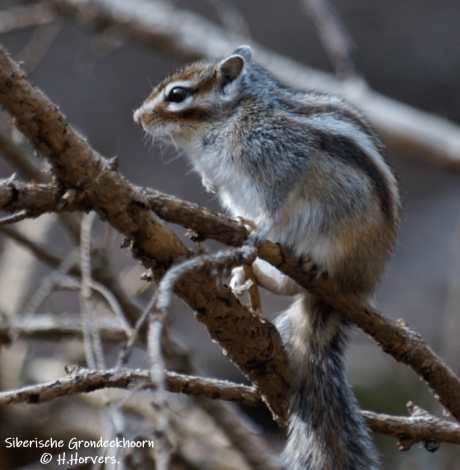 Siberisch Grondeekhoorntje