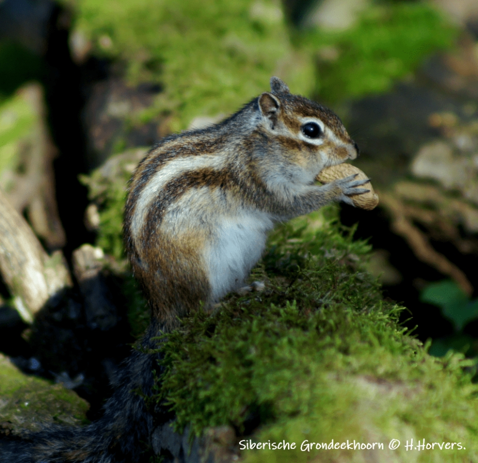 Siberisch Grondeekhoorntje - Zoogdieren - Siberisch Grondeekhoorntje
