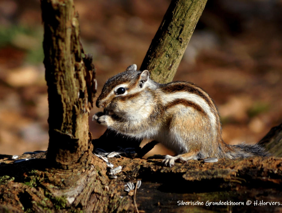 Siberisch Grondeekhoorntje - Zoogdieren - Siberisch Grondeekhoorntje