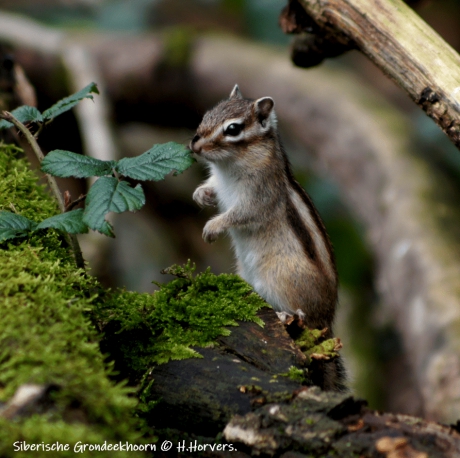 Siberisch Grondeekhoorntje