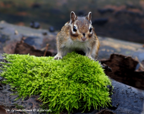 Siberisch Grondeekhoorntje