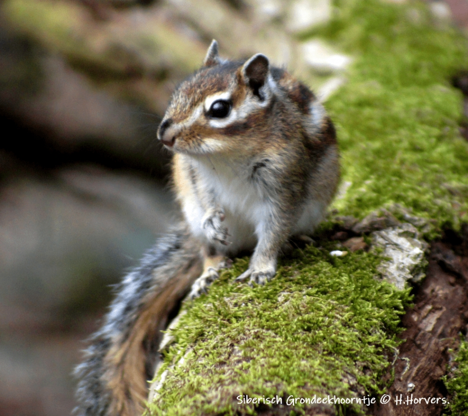Siberisch Grondeekhoorntje - Zoogdieren - Siberisch Grondeekhoorntje