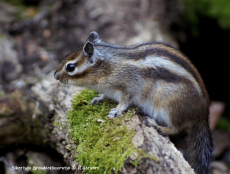 Siberisch Grondeekhoorntje
