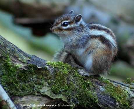 Siberisch Grondeekhoorntje