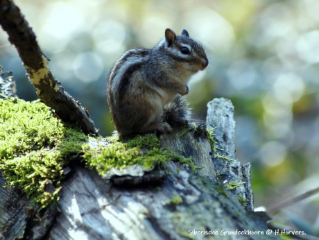 Siberische Grondeekhoorn.