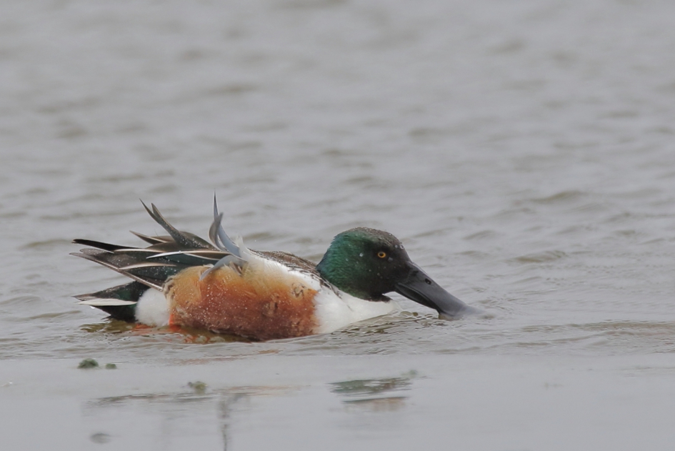 slobberen - Vogels - slobeend -m-
