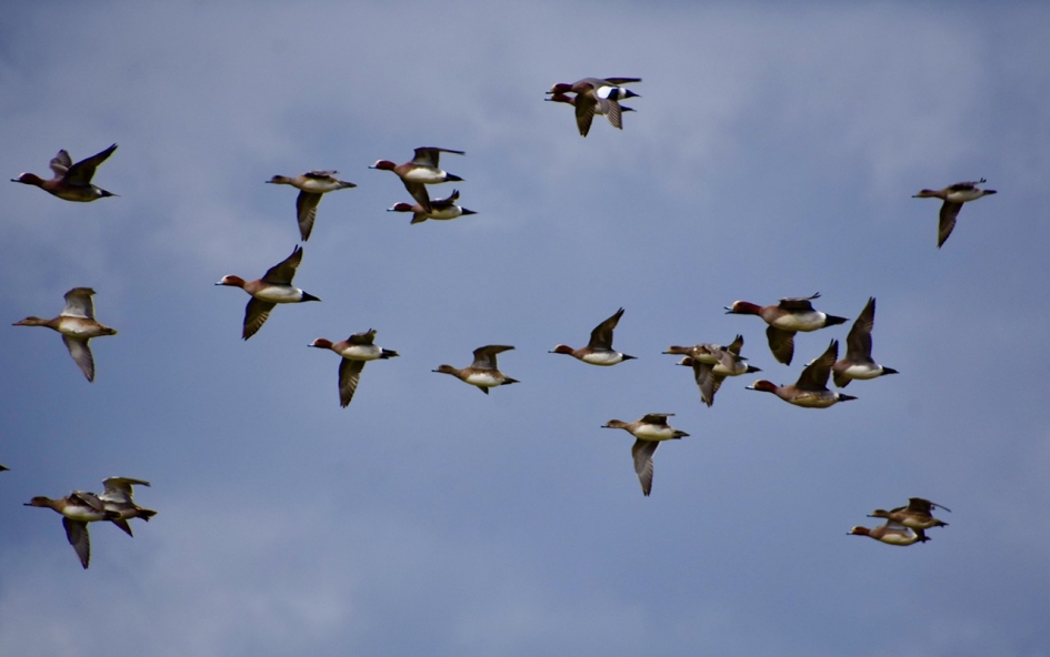 Smienten in de lucht - Vogels - 