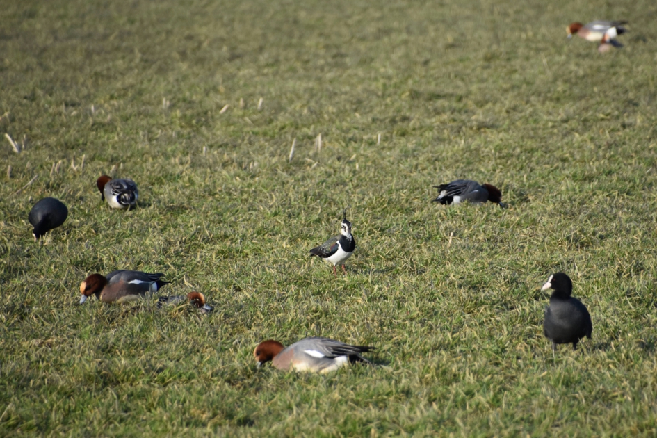 Smienten en meerkoetjes - Vogels - 
