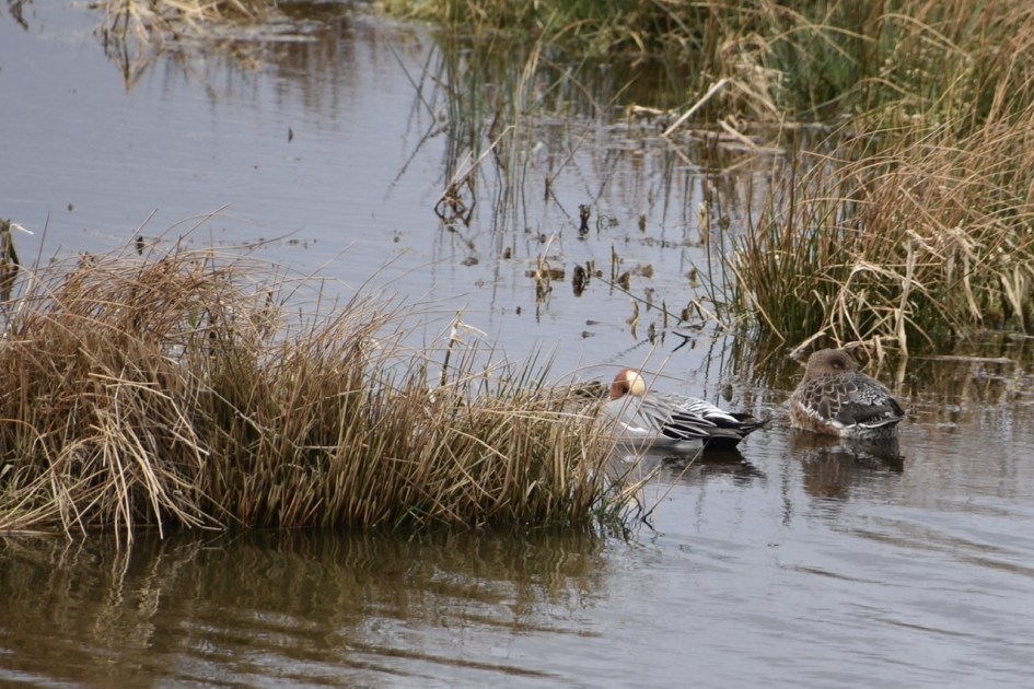 Smienten paartje - Vogels - 