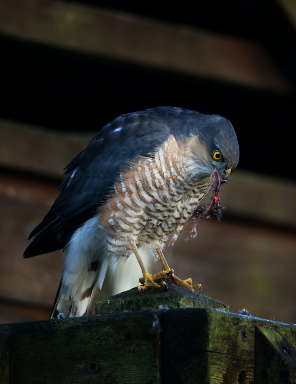 speciale gast in onze achtertuin - Vogels - Sperwer