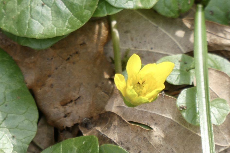 Speenkruid - Planten - 