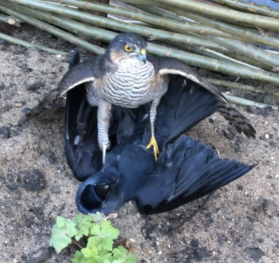 Sperwer pakt kauw - Vogels - Sperwer