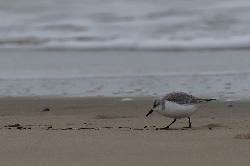 spoorzoeker - Vogels - drieteenstrandloper