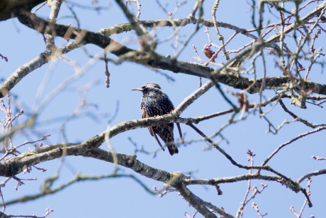 Spreeuw tussen de kramsvogels