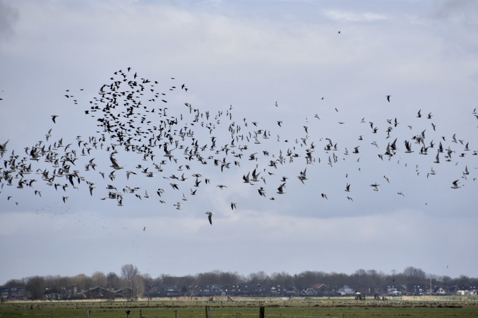 Spreeuwen en kokmeeuwen - Vogels - 