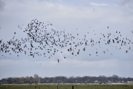 Spreeuwen en kokmeeuwen