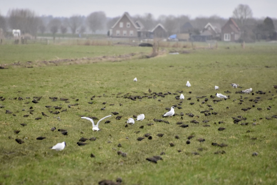 Spreeuwen en kokmeeuwen - Vogels - 