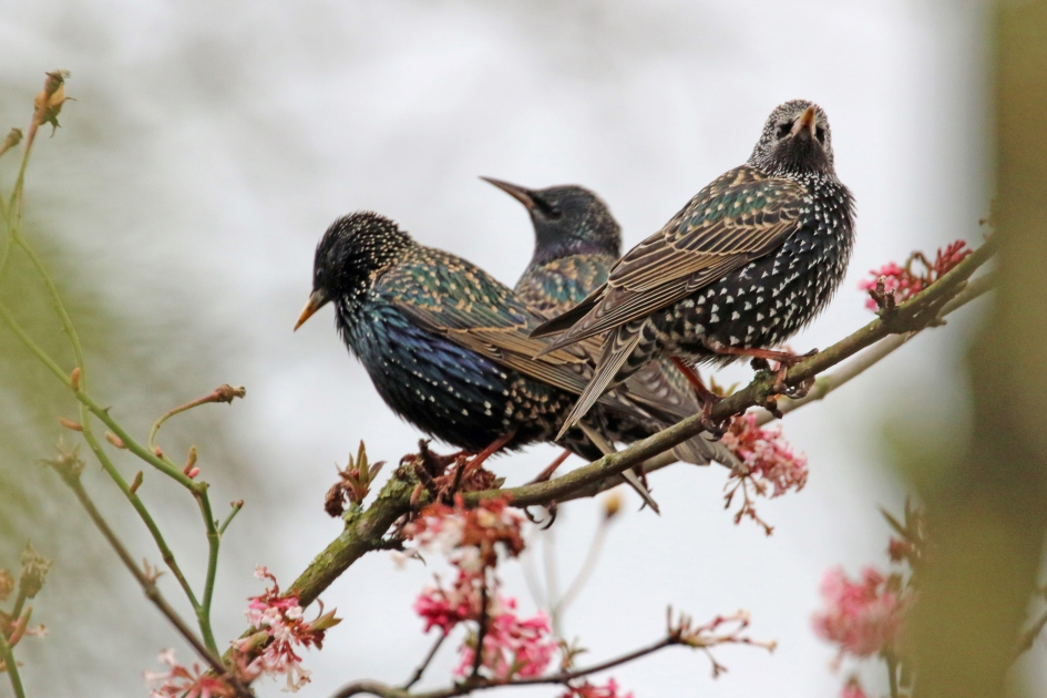 Spreeuwen tussen het roze - Vogels - 