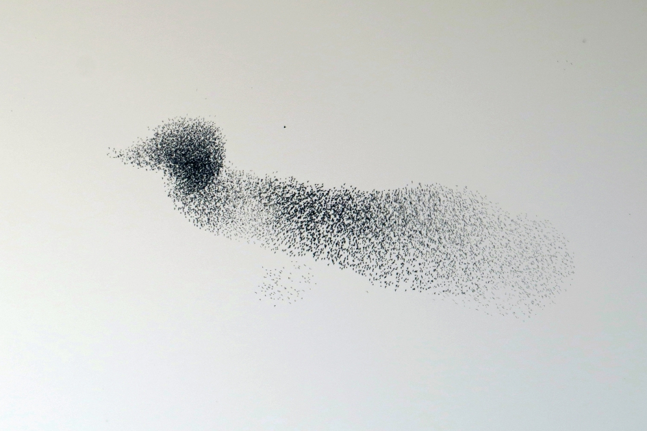 Spreeuweneend - Vogels - 