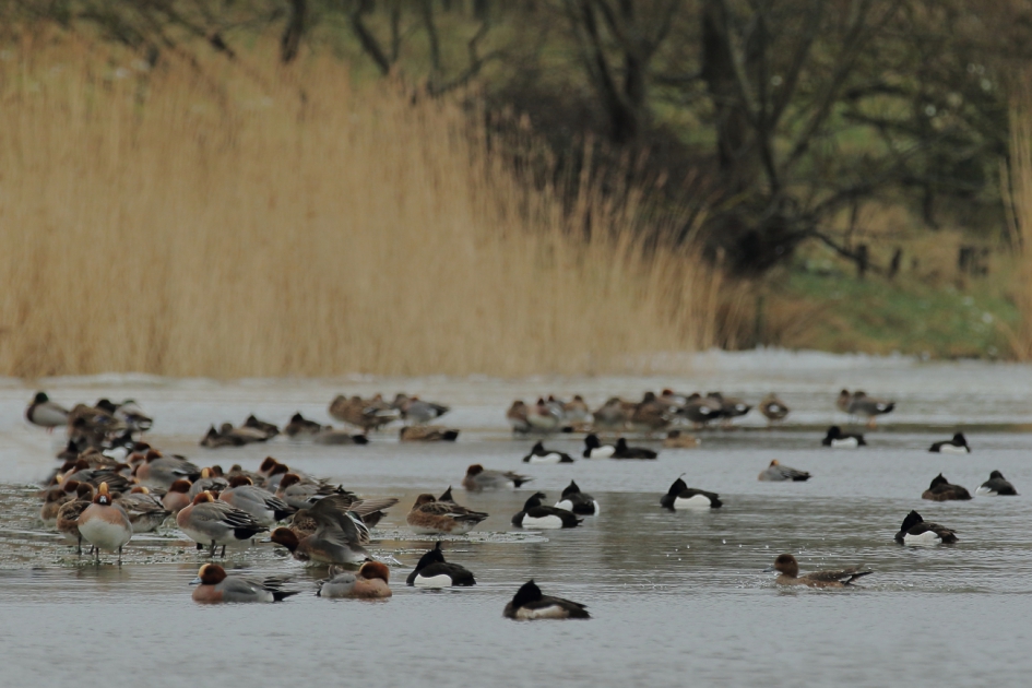 SSSSSSSSSTTTTT - Vogels - kuifeend