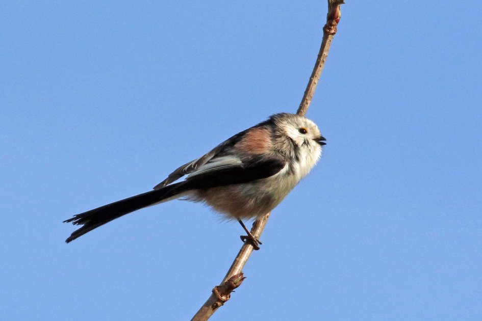 Staartmees - Vogels - 