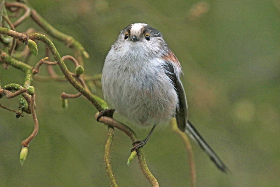 Staartmeesje - Vogels - 