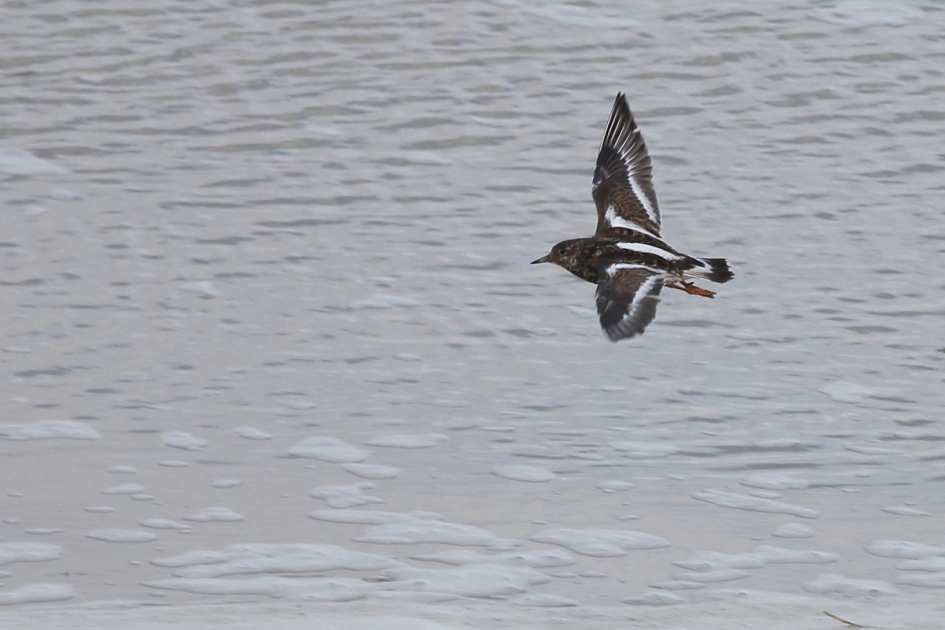 steenloper - Vogels - steenloper