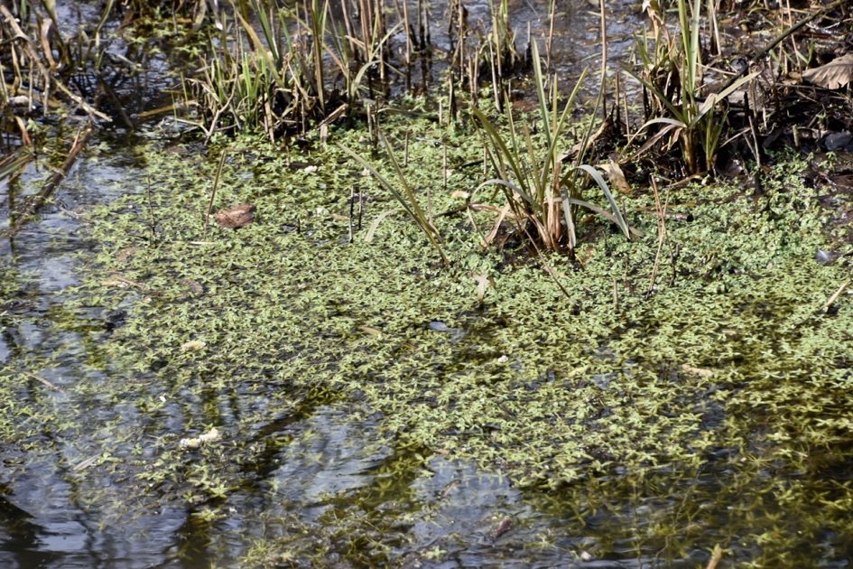 Sterrenkroos - Planten - 