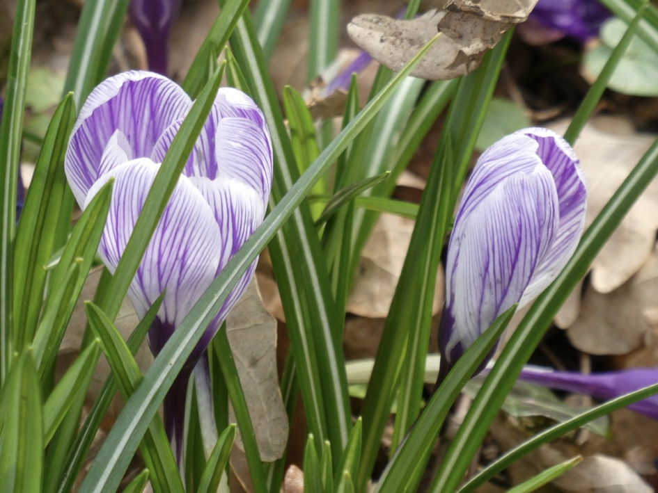 Streepjes krokussen - Planten - 