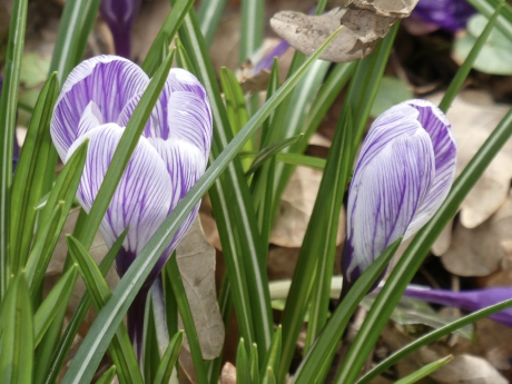 Streepjes krokussen