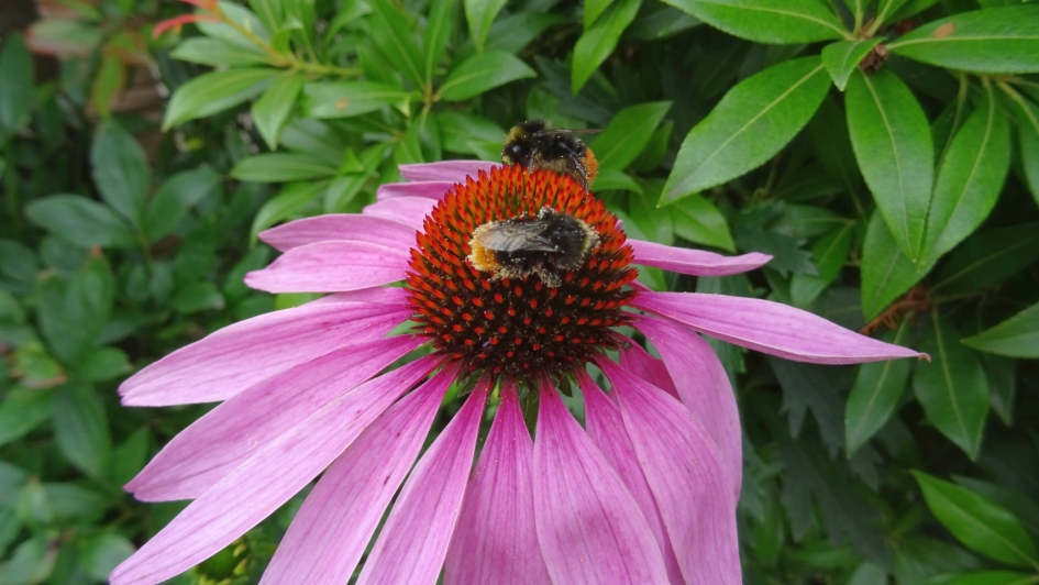 StuifBijen - Planten - Bij