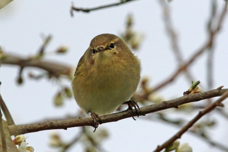 Tjiftjaf n de sleedoorn