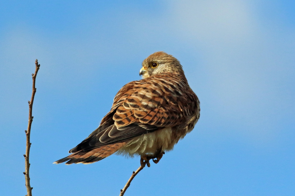 Torenvalk - Vogels - 