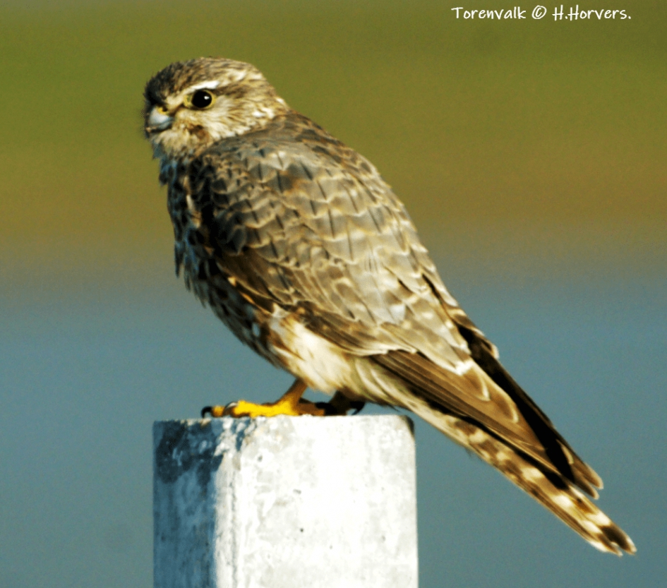 Torenvalk - Vogels - Torenvalk