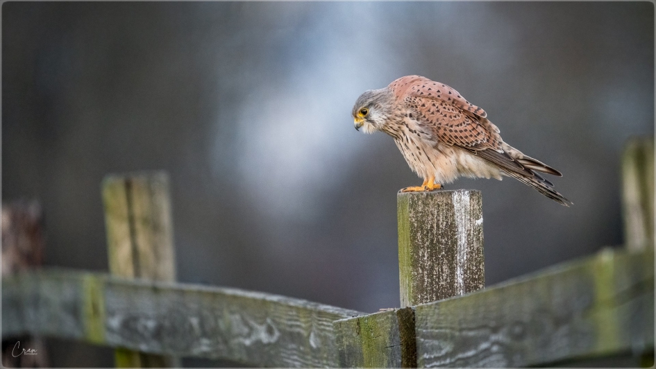 Torenvalkje - Man - Vogels - Torenvalk