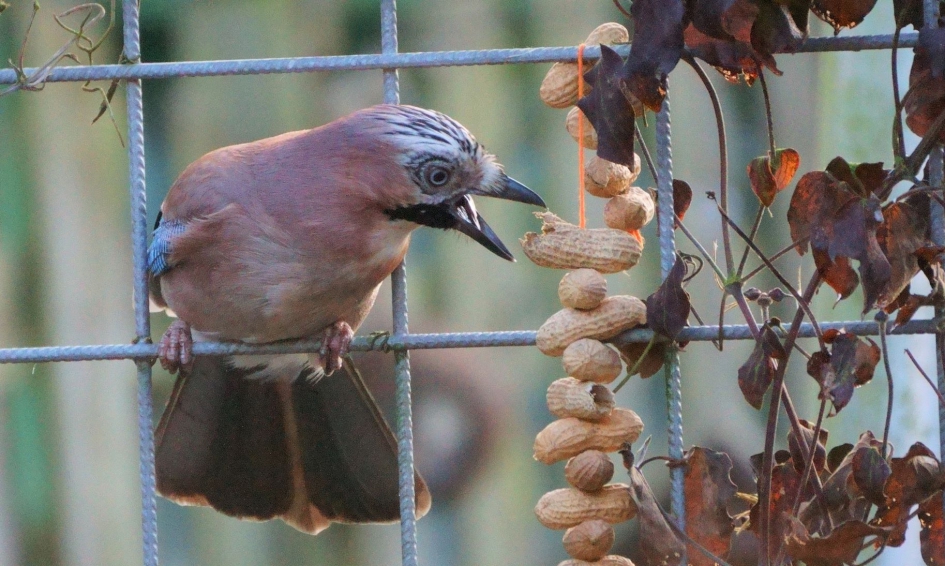 Trek in lekkers - Vogels - Vlaamsegaai