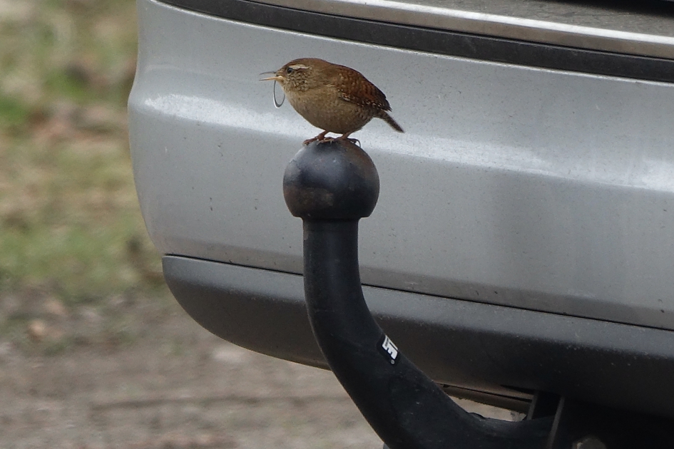 Trekhaak Concert - Vogels - Winterkoning