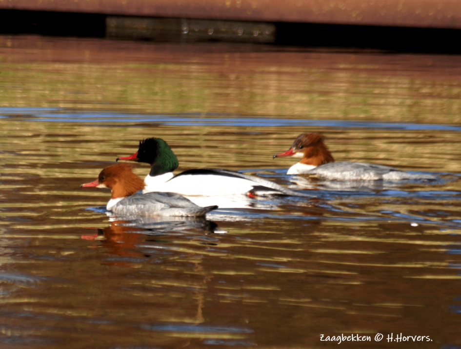 Triootje Zaagbekken - Vogels - Zaagbekken