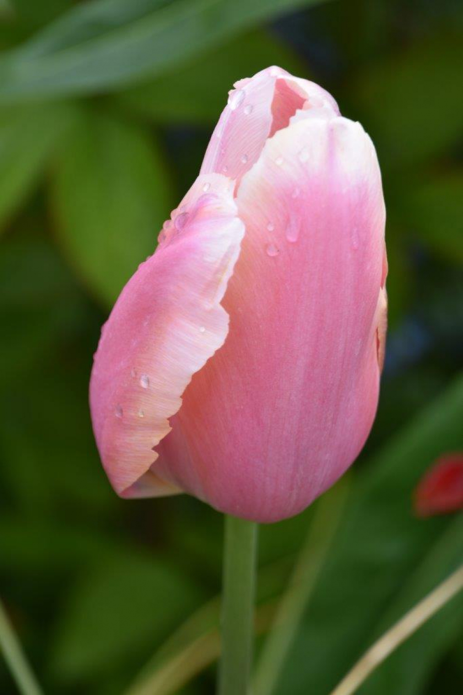 Tulp - Planten - 