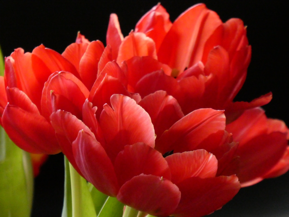 Tulpen - Planten - 